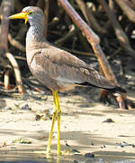 African Wattled Lapwing