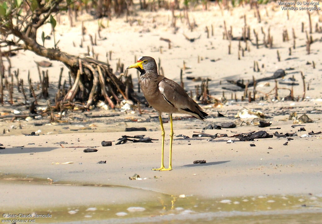 African Wattled Lapwing, identification