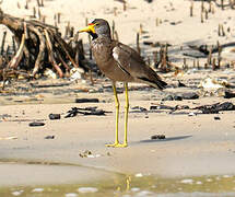 African Wattled Lapwing