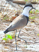 Spur-winged Lapwing