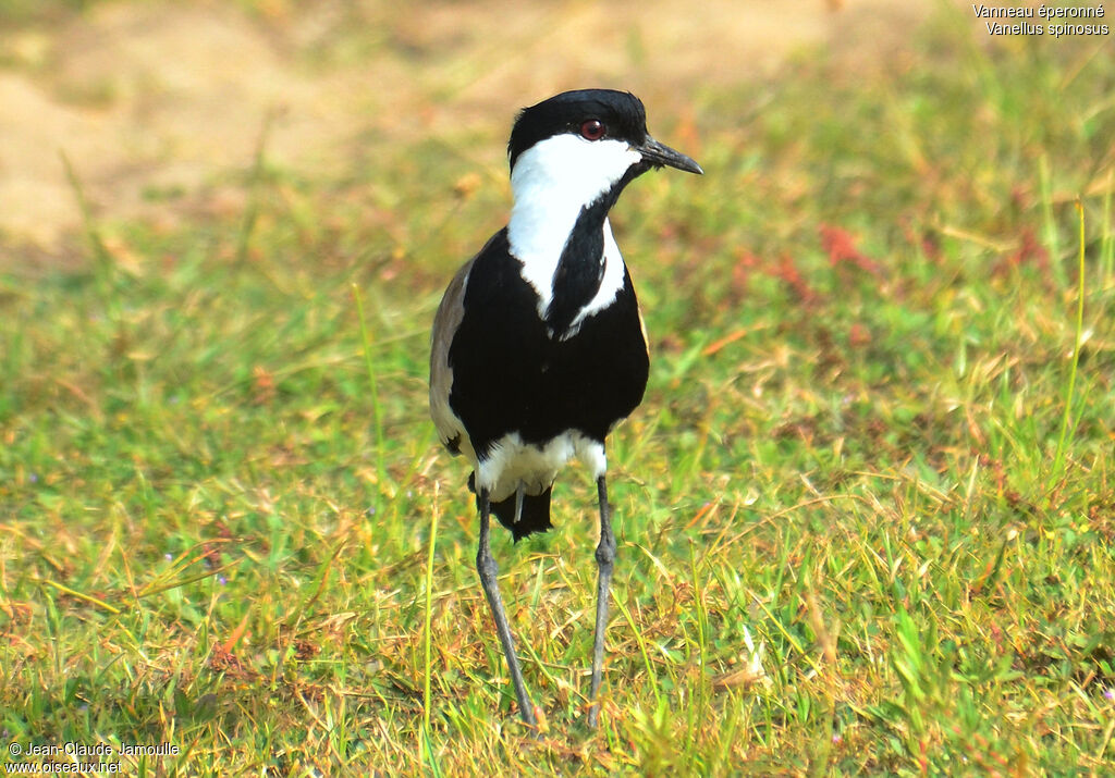 Vanneau éperonné, identification