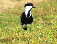 Spur-winged Lapwing