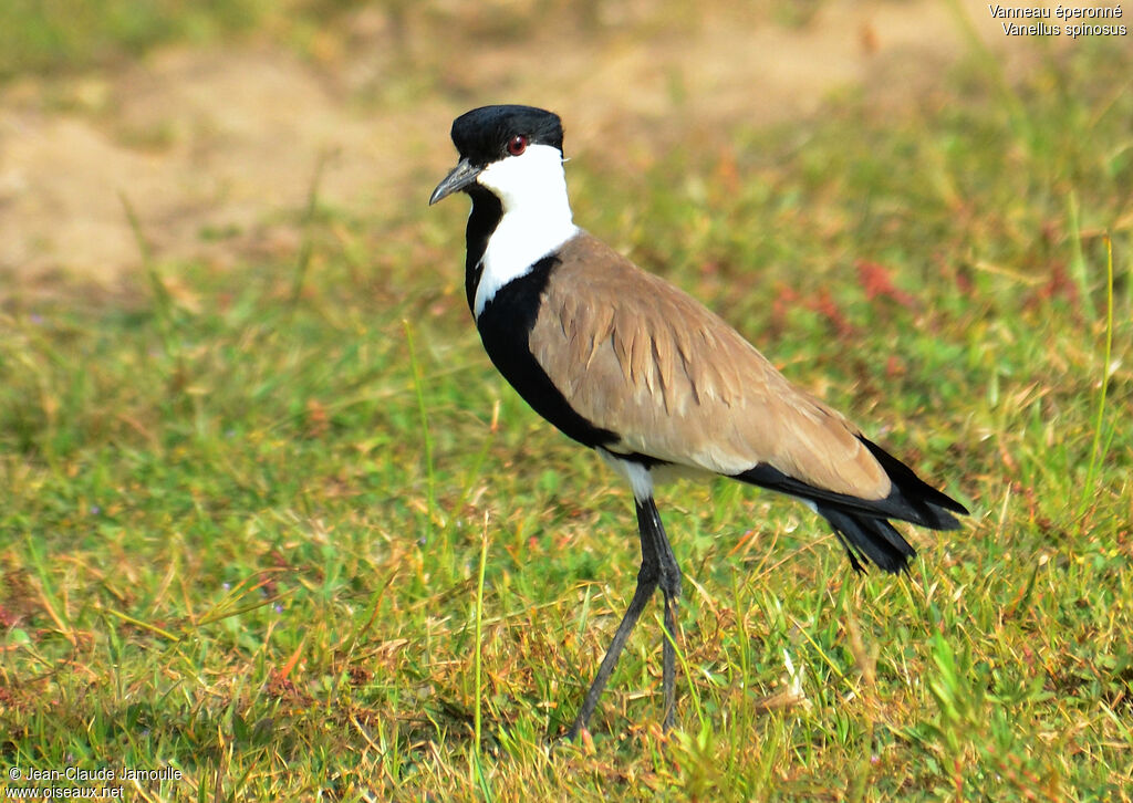 Vanneau éperonné, identification