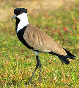 Spur-winged Lapwing