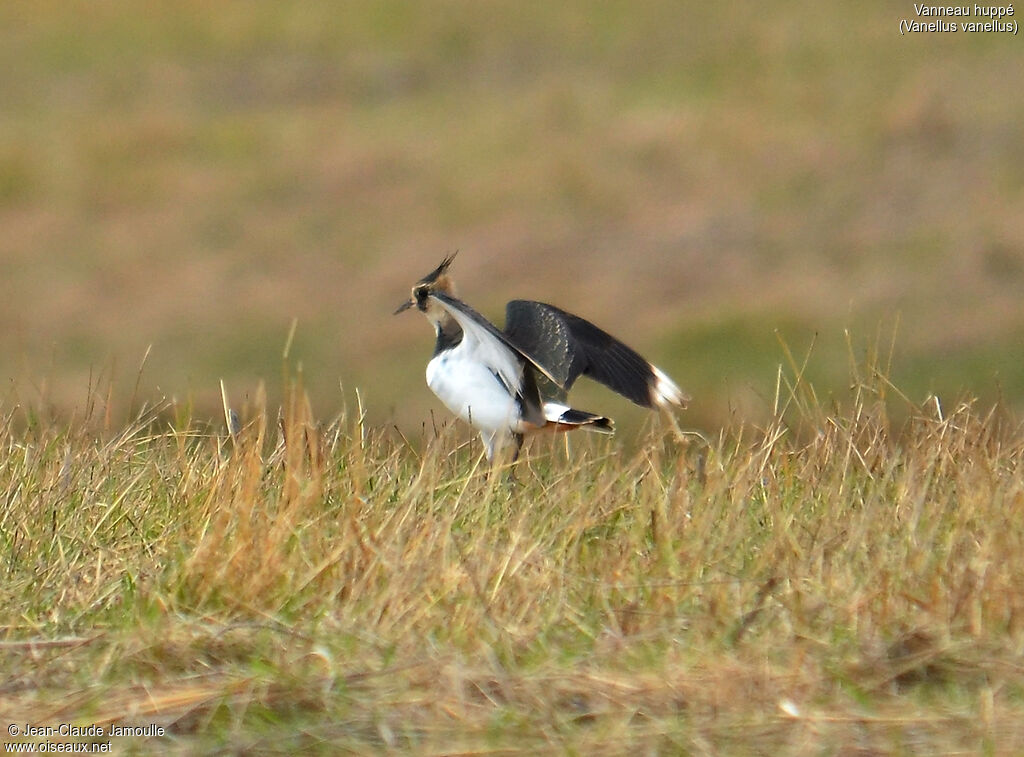 Northern Lapwing