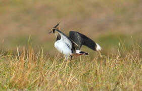 Northern Lapwing