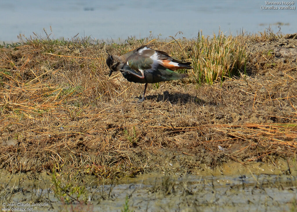 Northern Lapwing, Behaviour