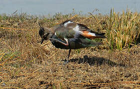 Northern Lapwing