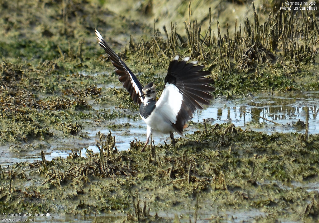 Northern Lapwing