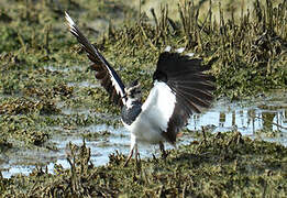 Northern Lapwing