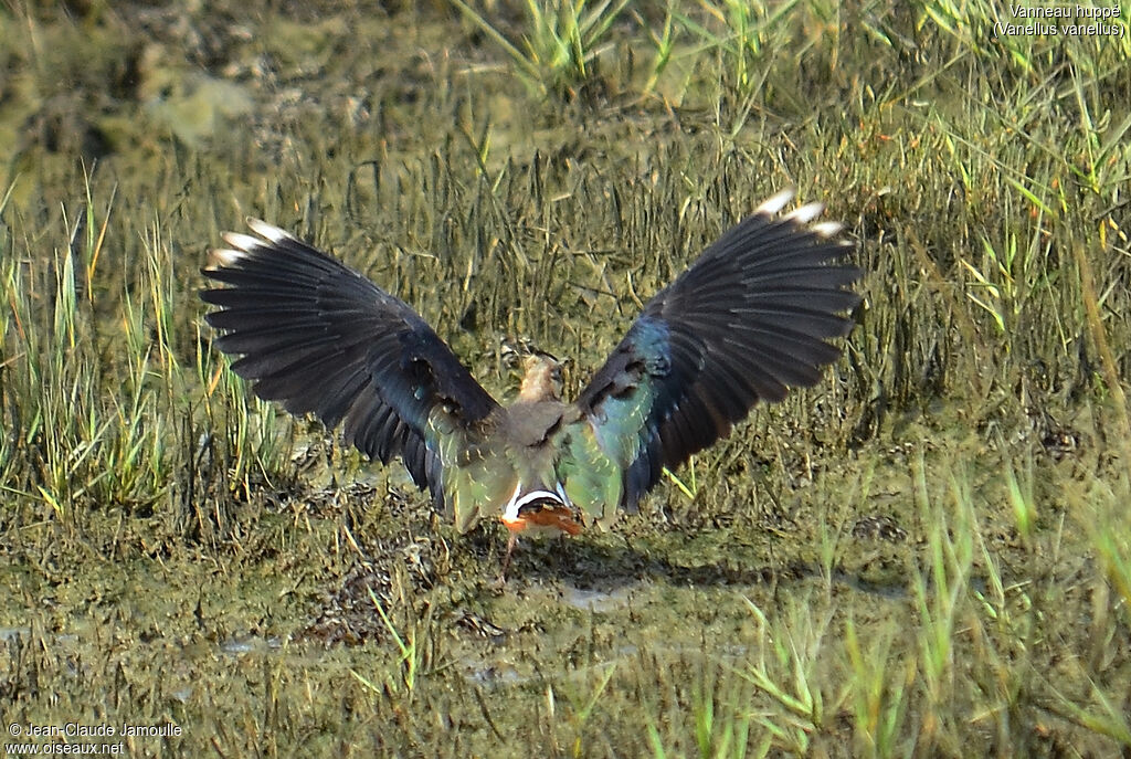 Northern Lapwing