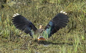 Northern Lapwing