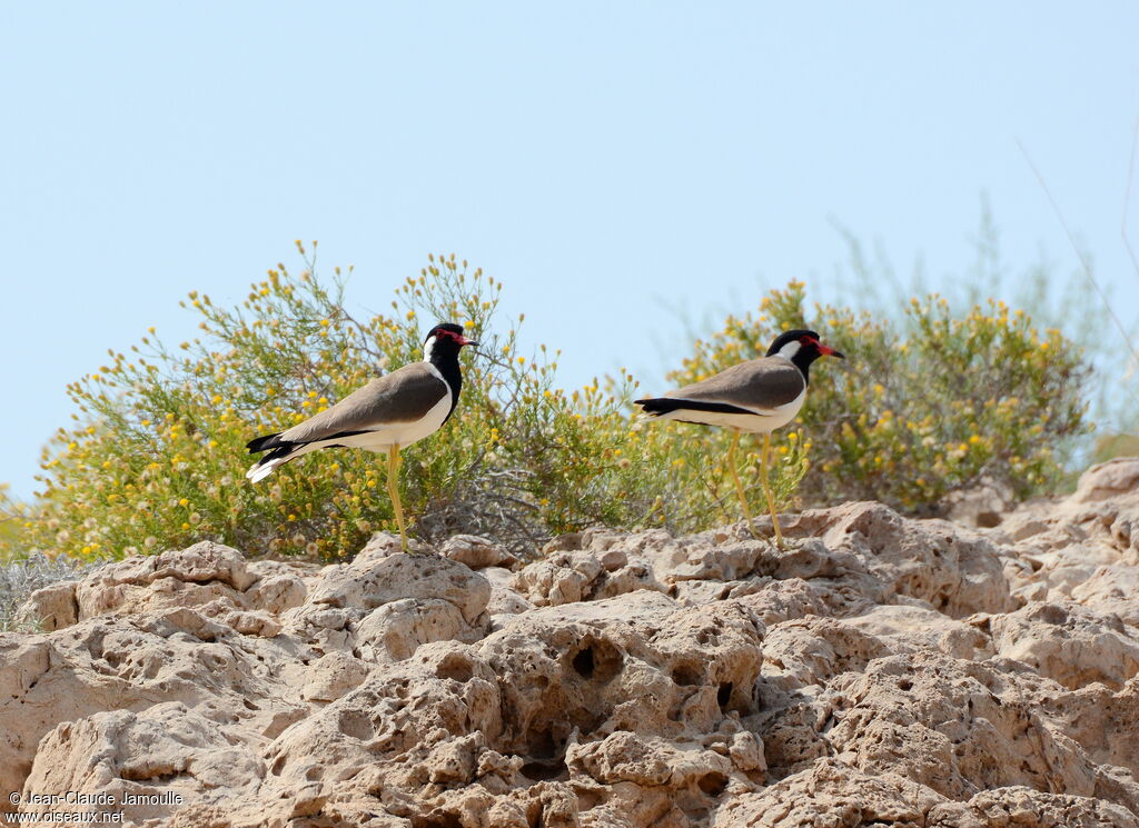 Red-wattled Lapwing , Behaviour