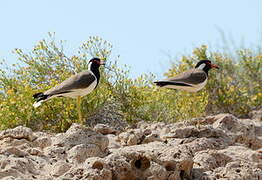 Red-wattled Lapwing