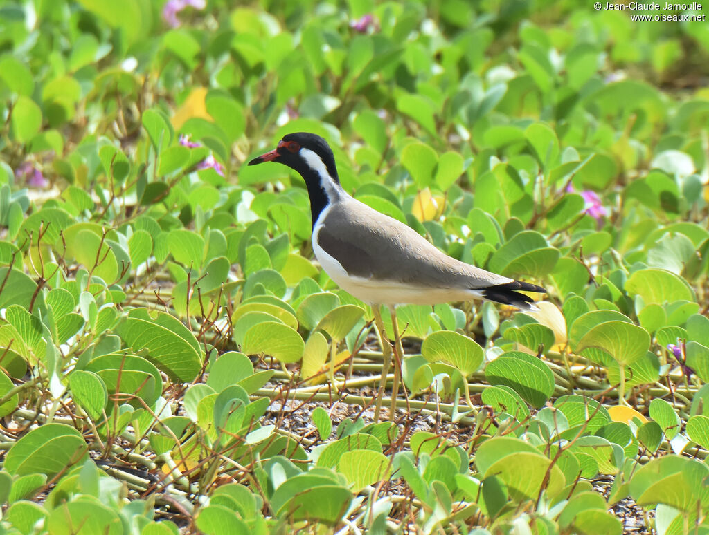 Red-wattled Lapwing