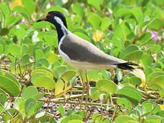 Red-wattled Lapwing