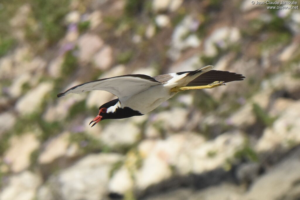 Red-wattled Lapwing