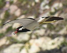 Red-wattled Lapwing