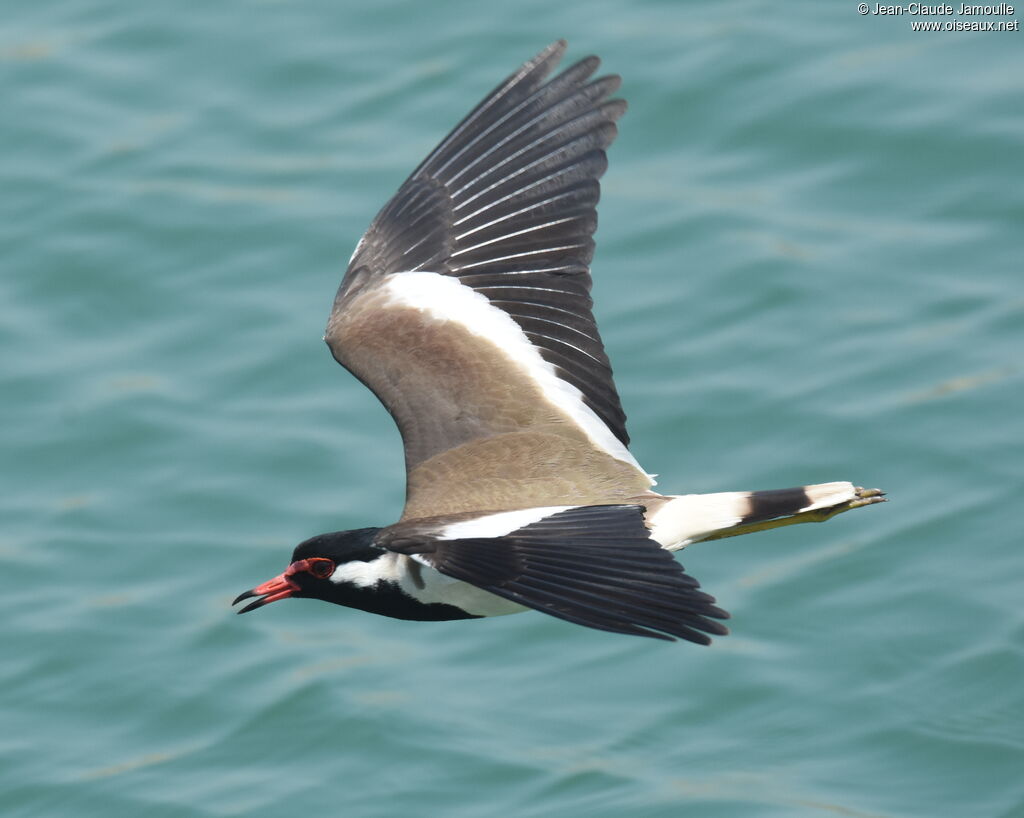 Red-wattled Lapwing