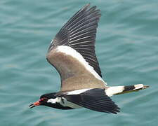 Red-wattled Lapwing