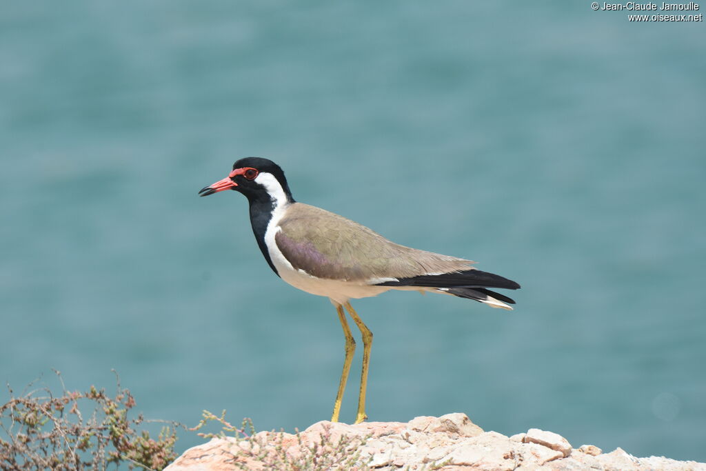 Red-wattled Lapwing