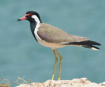 Red-wattled Lapwing