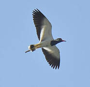 Red-wattled Lapwing