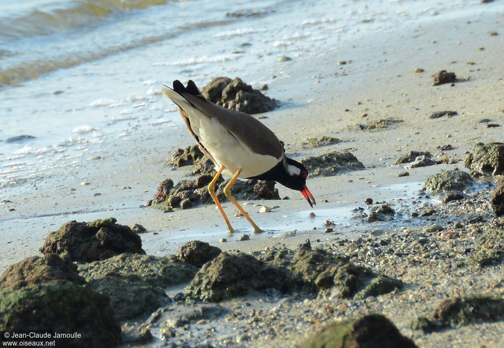 Red-wattled Lapwing