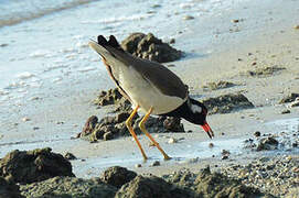 Red-wattled Lapwing