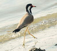 Red-wattled Lapwing