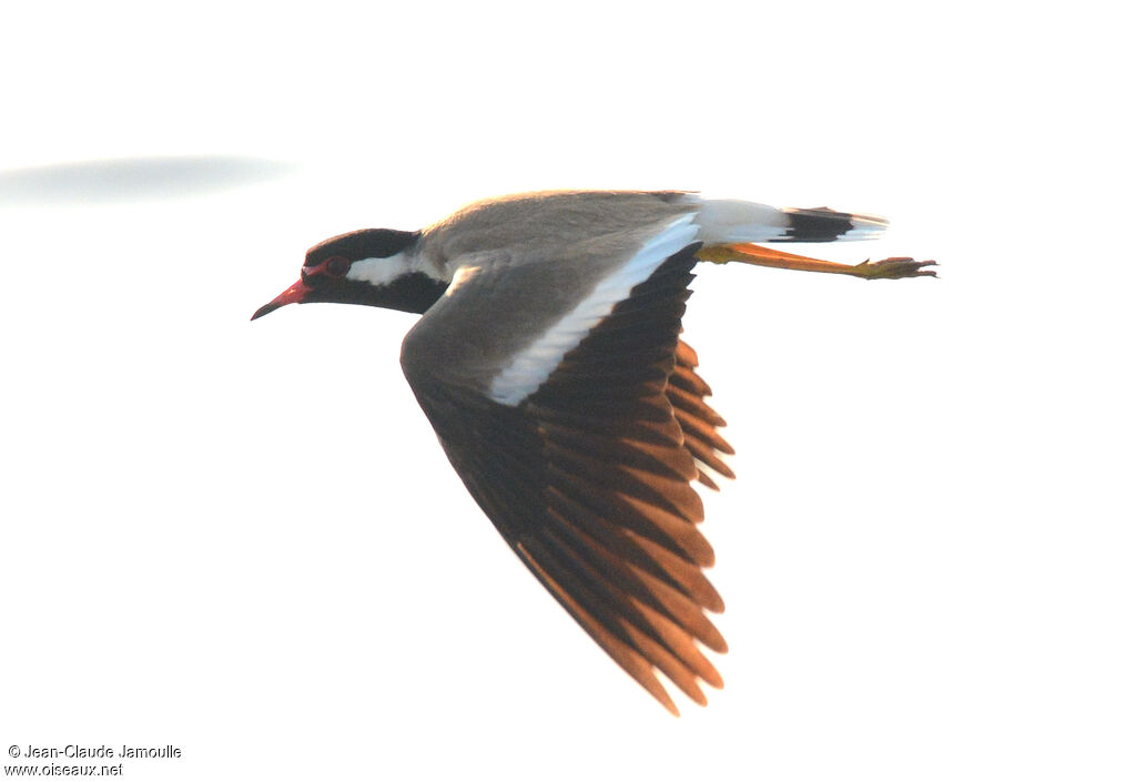 Red-wattled Lapwing, Flight