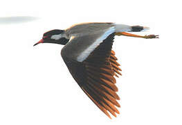 Red-wattled Lapwing