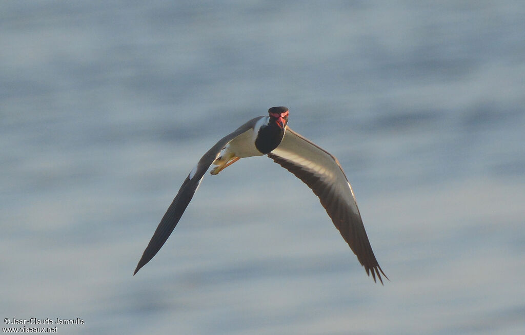 Red-wattled Lapwing, Flight