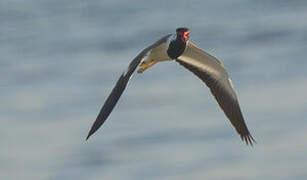 Red-wattled Lapwing