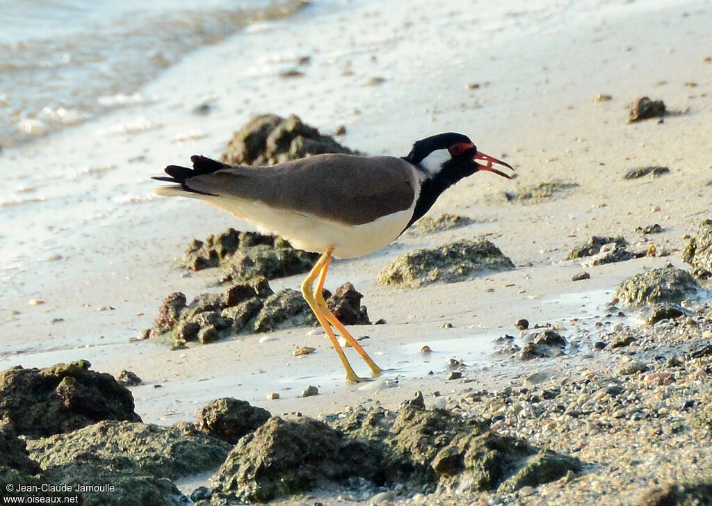 Red-wattled Lapwing, feeding habits