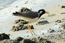 Red-wattled Lapwing