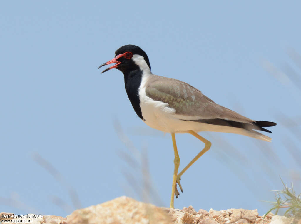 Red-wattled Lapwingadult, identification