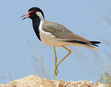 Red-wattled Lapwing