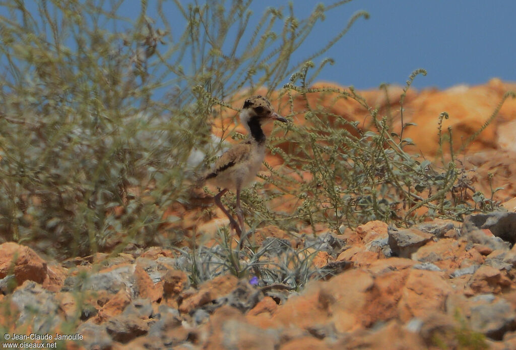 Red-wattled Lapwingjuvenile