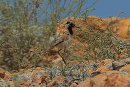 Red-wattled Lapwing