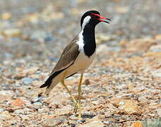 Red-wattled Lapwing