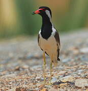 Red-wattled Lapwing