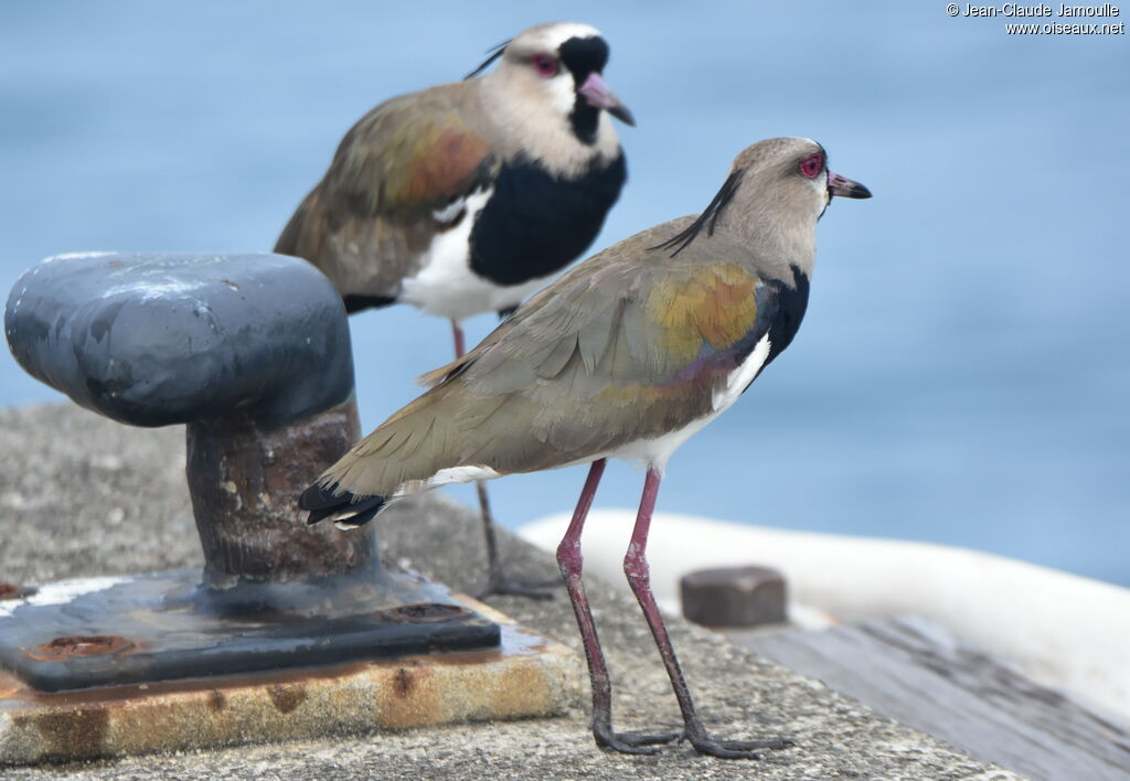 Southern Lapwing