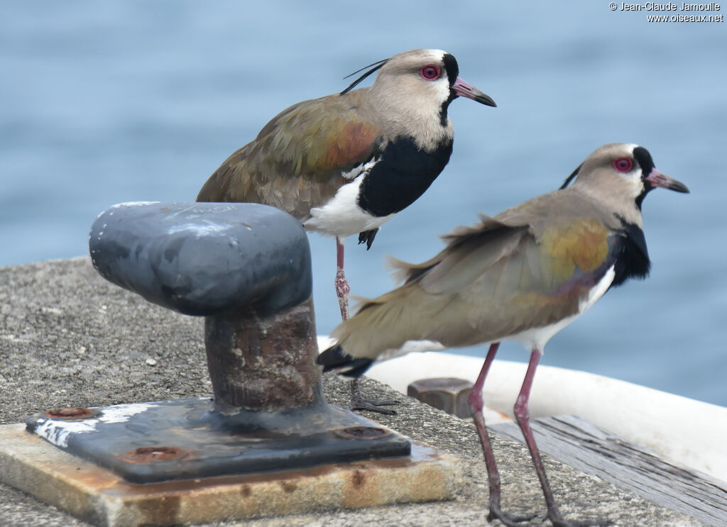 Southern Lapwing