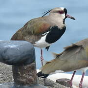 Southern Lapwing