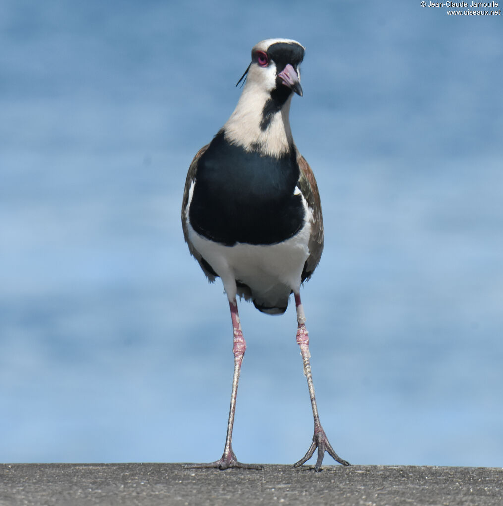 Southern Lapwing