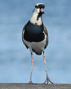 Southern Lapwing