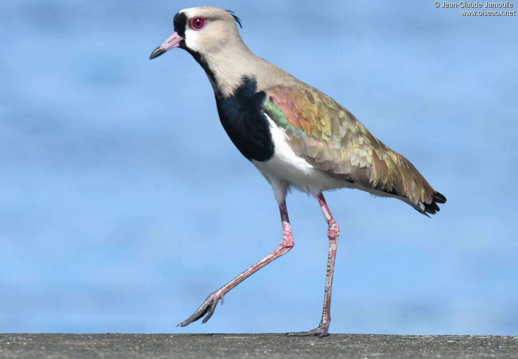 Southern Lapwing