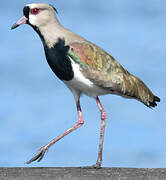 Southern Lapwing