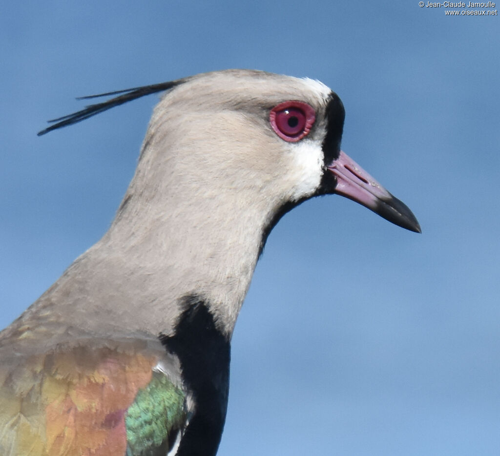 Southern Lapwing